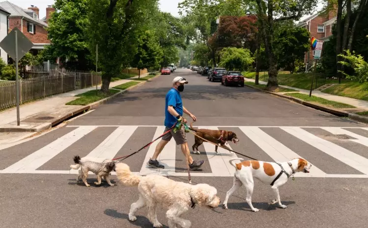 symptoms of deadly dog illnesses