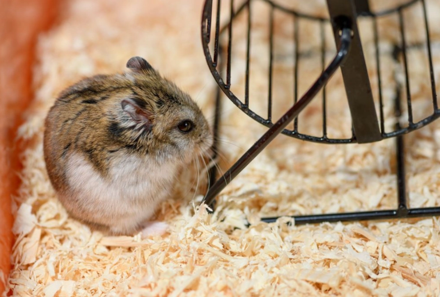 hamster litter box setup