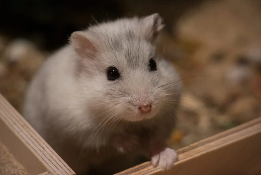 hamster pee in one spot