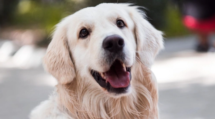 Fatal Dog Diseases: Common Causes of Death and How to Protect Your Pet