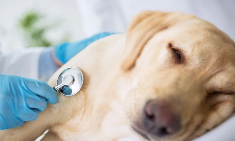 Common Dog Illnesses: Symptoms, Treatment, and Prevention Guide