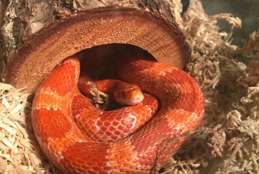 Corn Snake Care: Your Complete Guide to a Happy, Healthy Pet