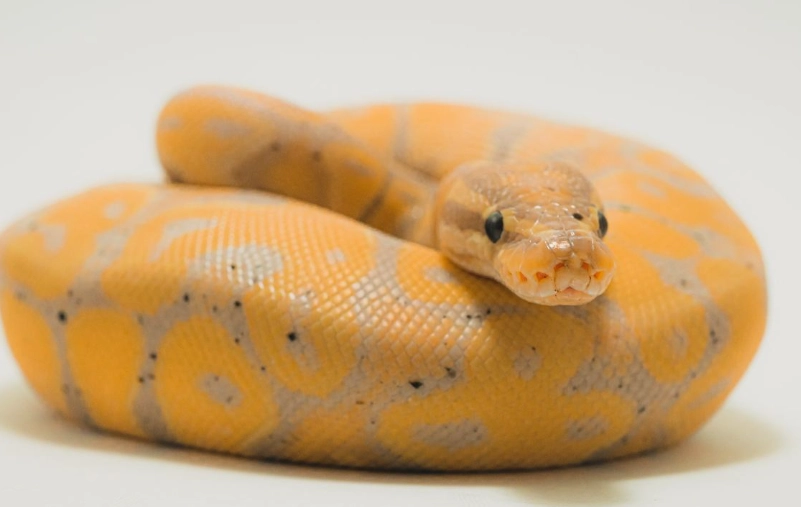 best pet snakes for beginners