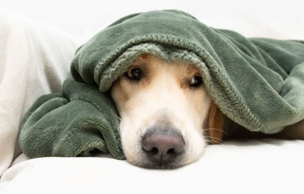 dog illness symptoms