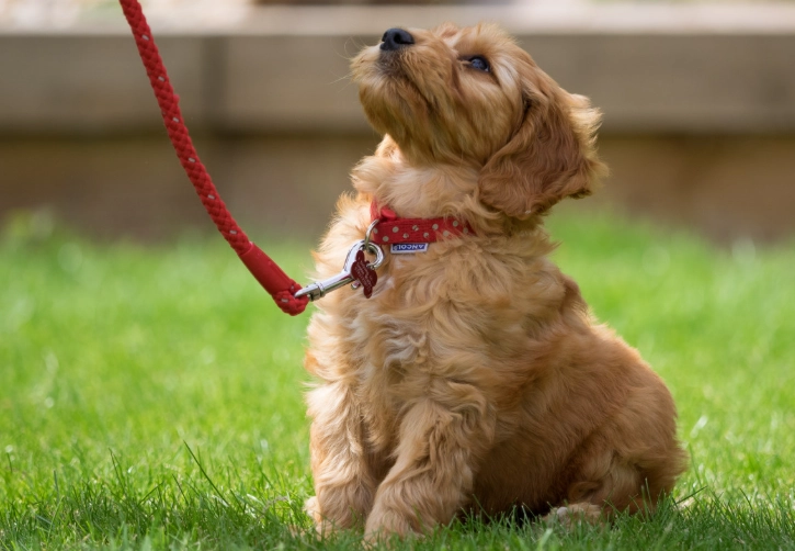 what to teach a puppy first