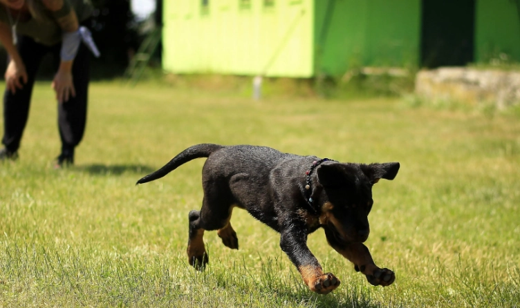 what to teach a puppy first