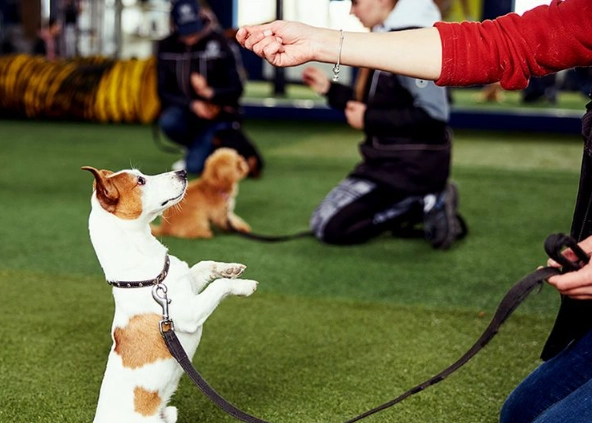 The First Thing to Train a Puppy: It's Not What You Think