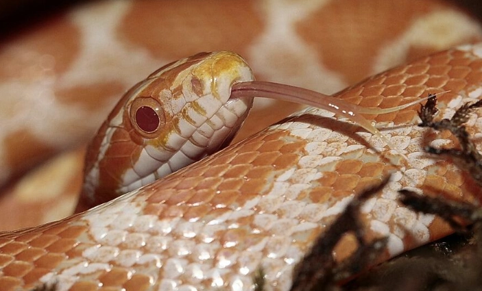 corn snake feeding