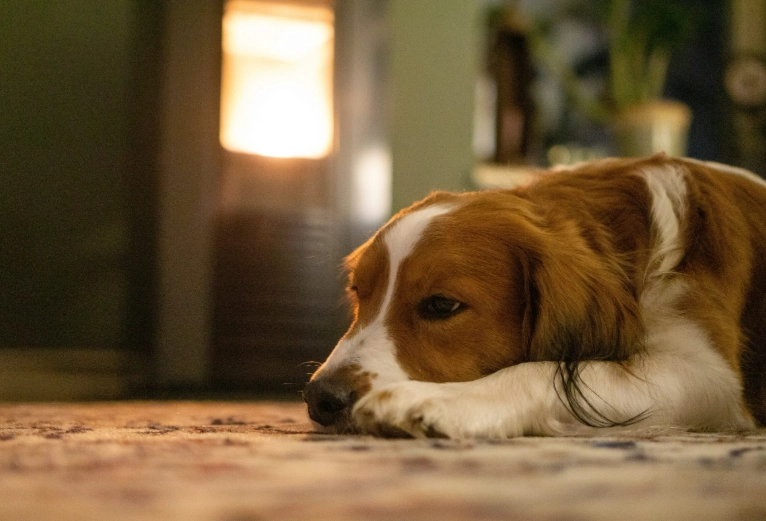 treating dog diseases