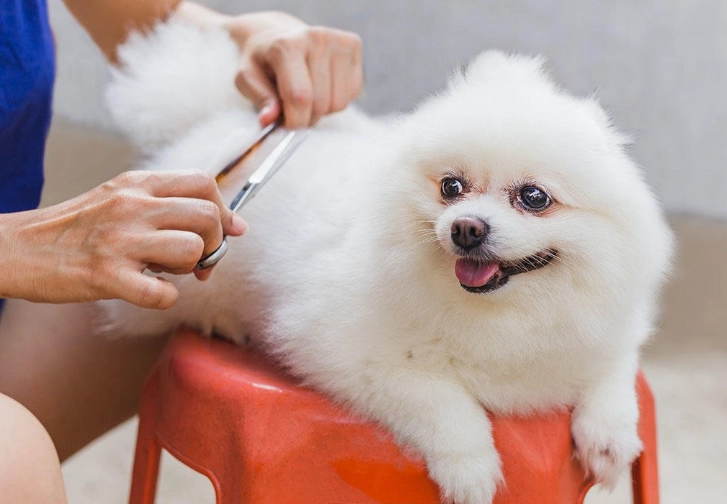 dog grooming safety