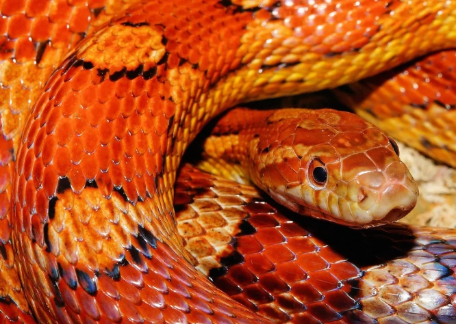 corn snake tank setup