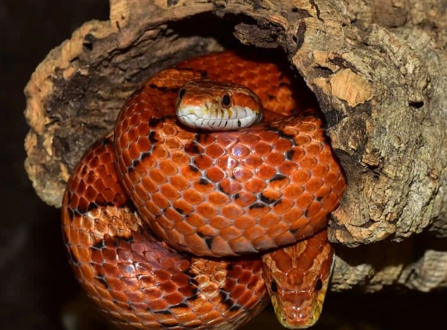 corn snake feeding