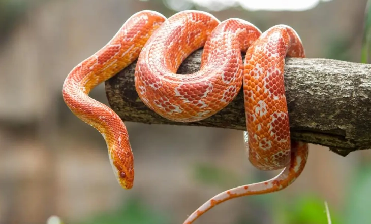 corn snake tank setup