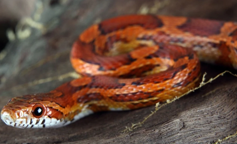 corn snake care