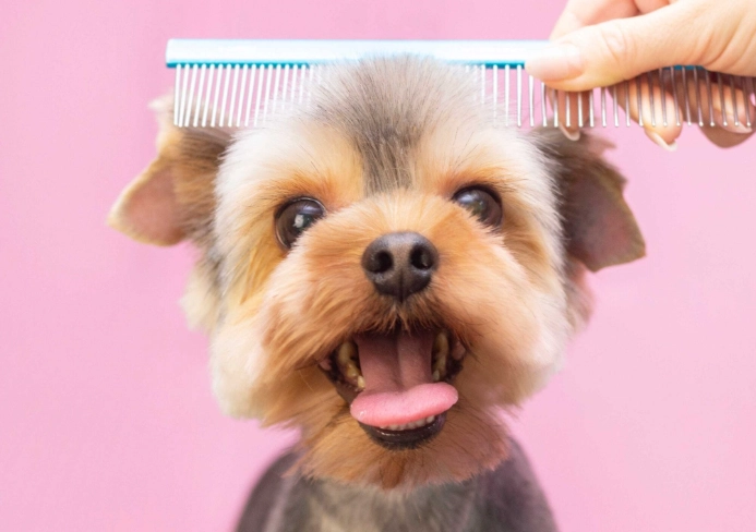 dog grooming tips for beginners