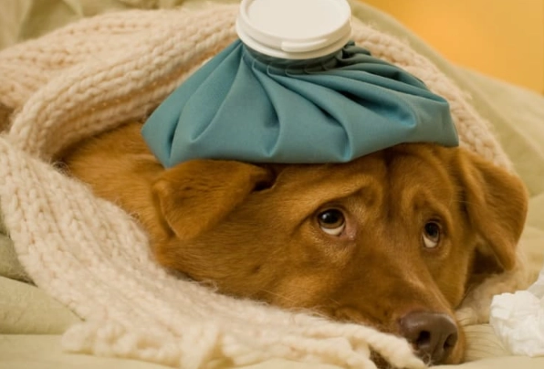preventing dog sickness