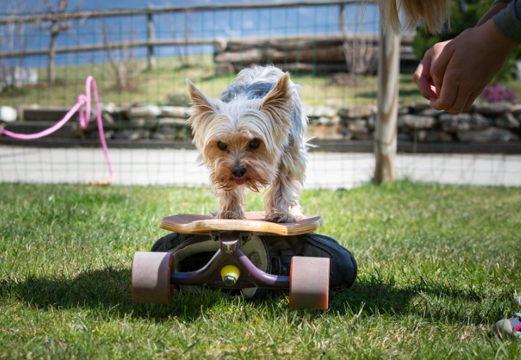 puppy training first steps