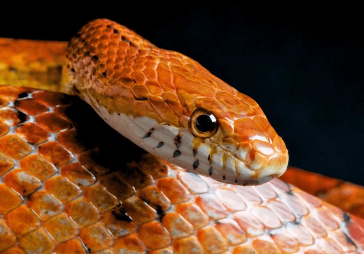 corn snake care