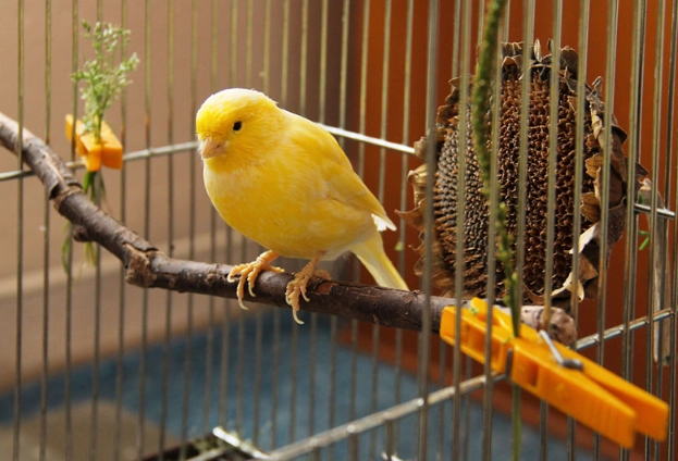 canary bird maintenance