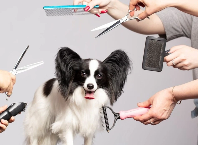 The Golden Rule of Dog Grooming: Safety First