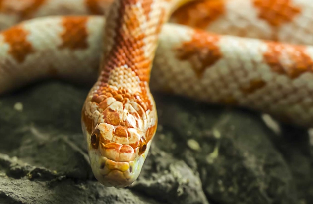 corn snake feeding