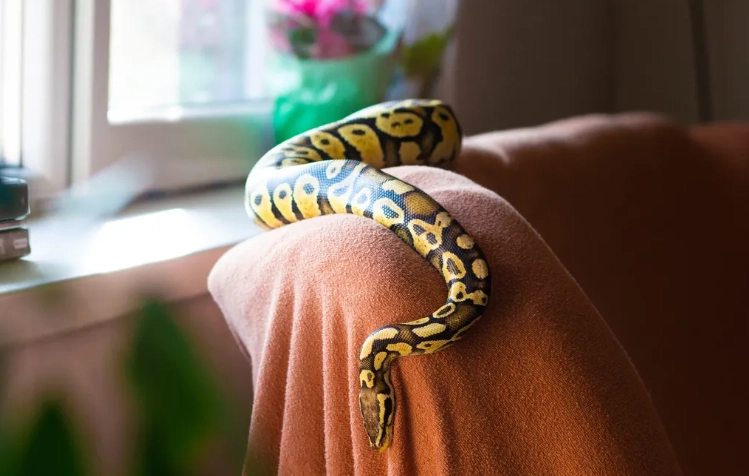 easy snakes to care for