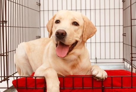 puppy obedience basics