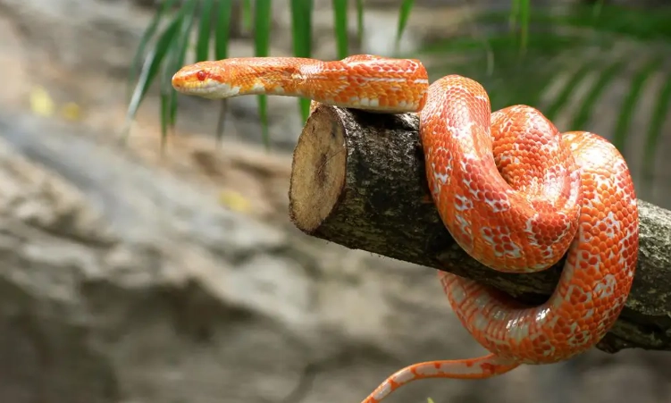 corn snake tank setup