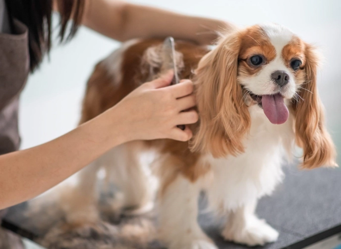 dog grooming tips for beginners