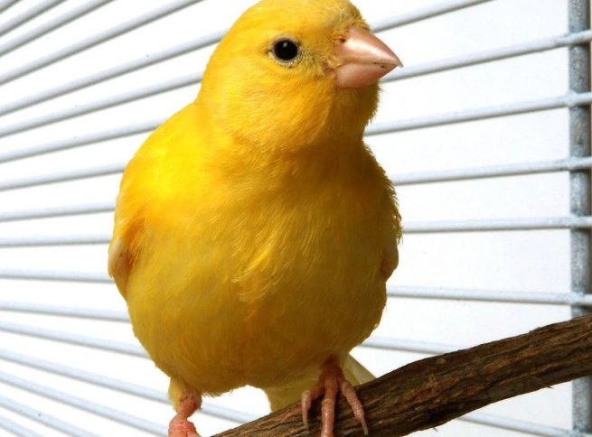 Are Canaries Easy to Take Care Of? A Realistic Care Guide