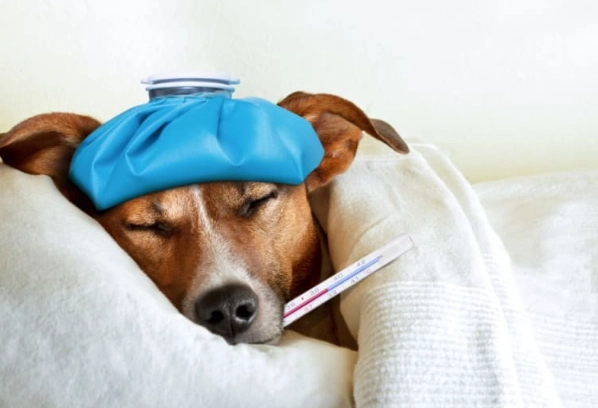 dog illness symptoms