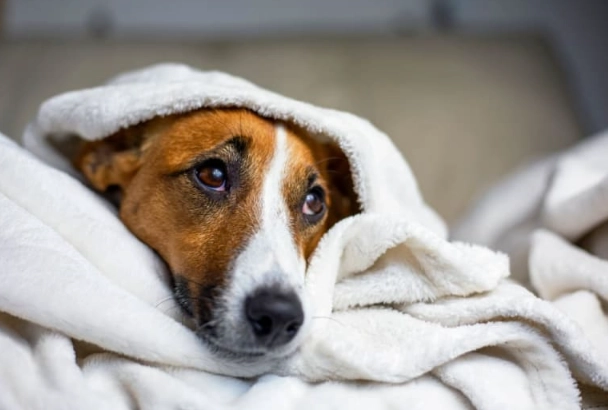 preventing dog sickness