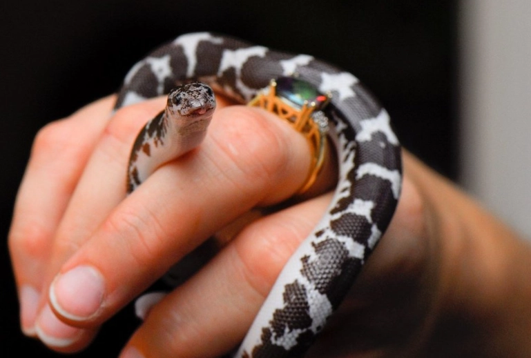 easy snakes to care for