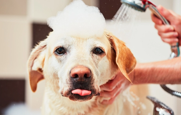 how to groom a dog safely