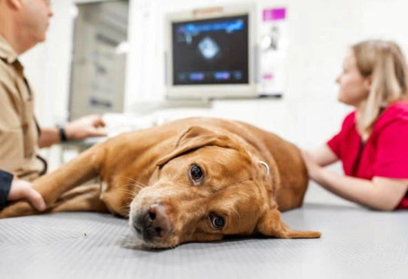 treating dog diseases