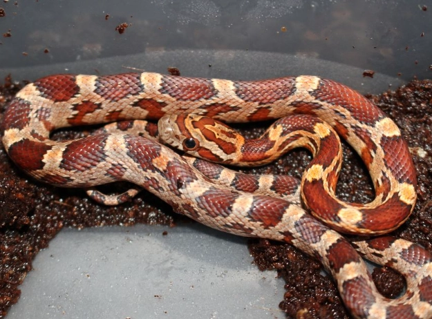 pet snake care essentials