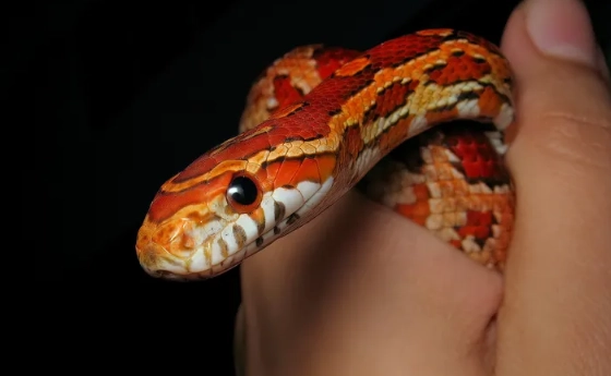 corn snake care