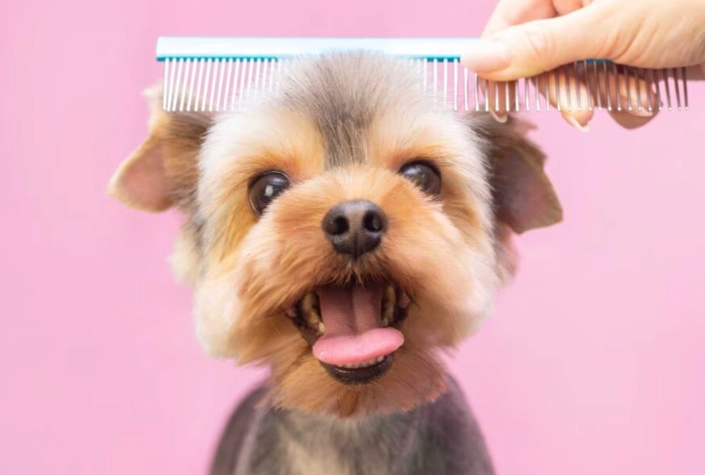 Dog Grooming at Home: Save Money & Achieve a Pro Look