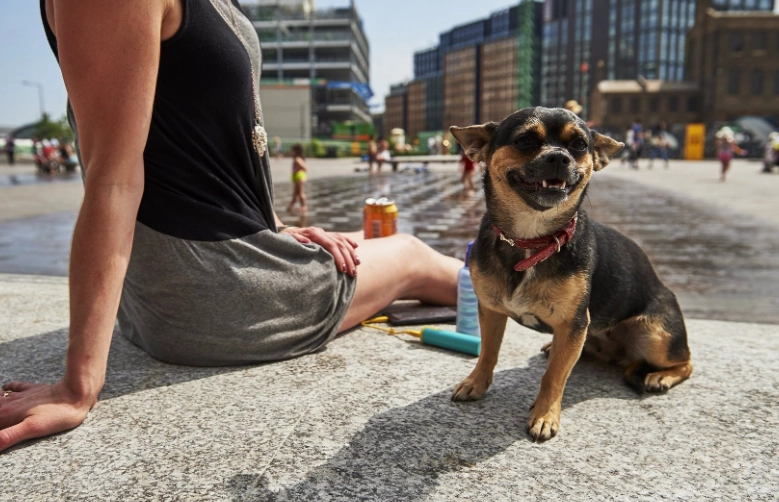 calming signals dogs