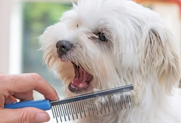dog grooming for beginners