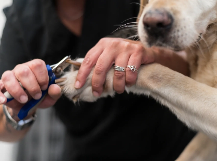 dog grooming mistakes