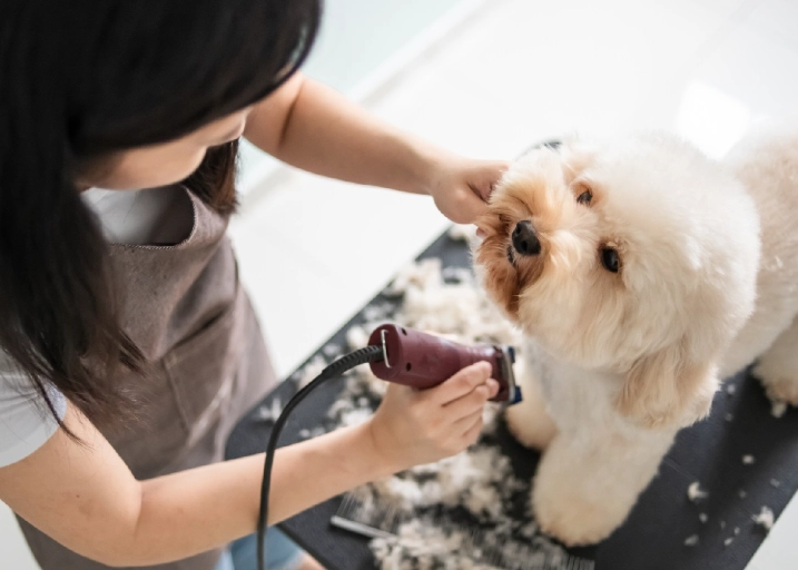 how to groom a dog at home