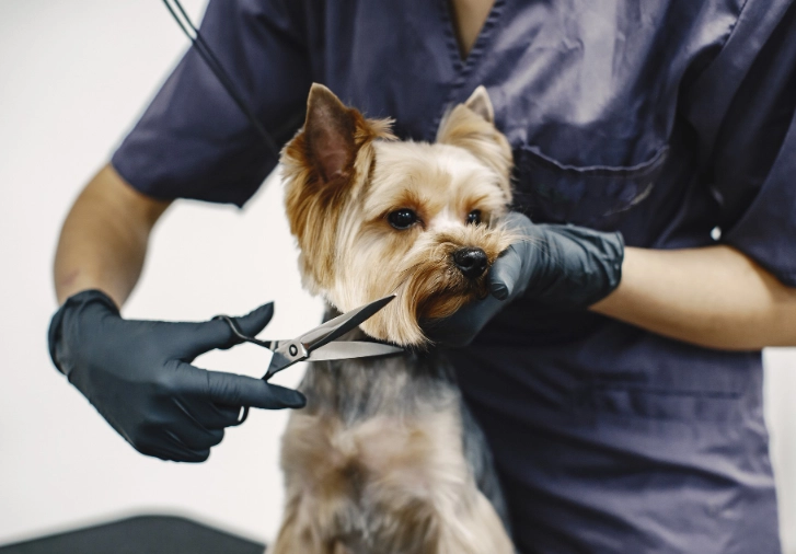 how to groom a dog at home