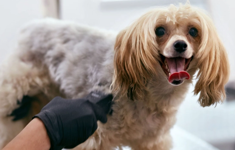 dog grooming mistakes