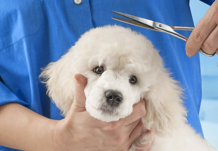 dog grooming for beginners
