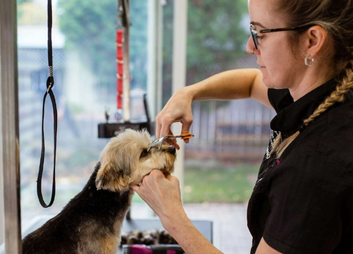 how to groom a dog at home