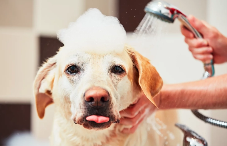 home dog grooming tips