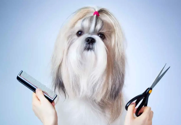 beginner dog grooming tips