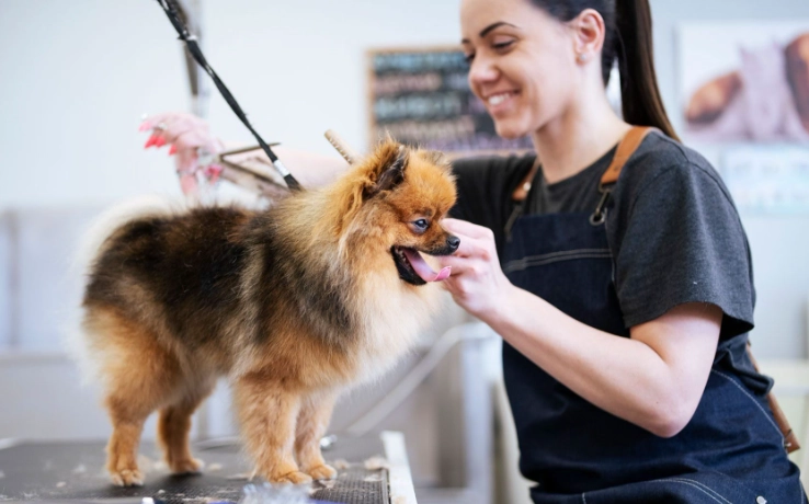 how to groom a dog at home
