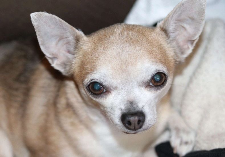 silent killer in dogs